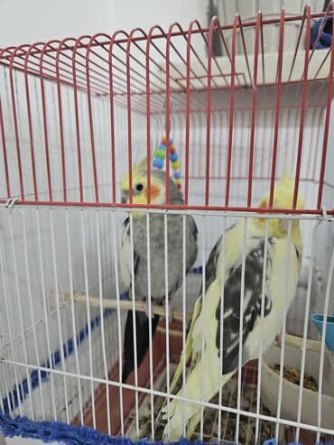 tutu guşu: 2 ədəd Korella tutuquşuları satılır. biri disi (Luna) biri erkekdi — 3