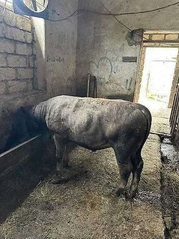 dişi buzov: Etlik verilmir narahat etmeyin Satılır: erkək Anqus Dana Erkek — 1