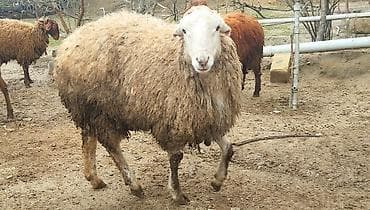 qoyun satilir: Erkek toğlu tam sağlamdir.Damazliq uçun eladi — 1