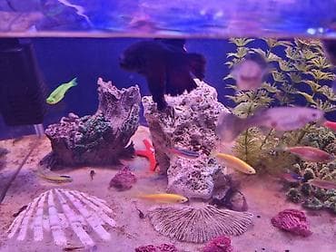 akvarium 90x40x50: Dördbucaq akvarium, Balıqlarla birlikdə, 40 l — 5