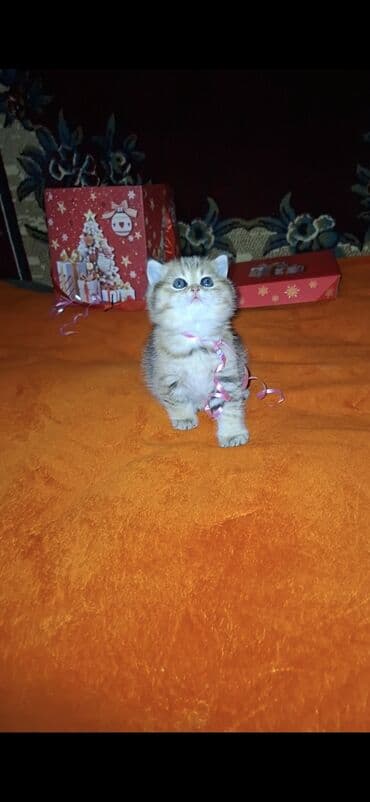 Şotland yastı qulaq