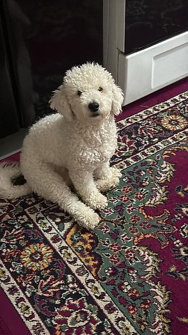 Птицы: Пудель, 1 год, Самка, С прививками, Самовывоз — 4