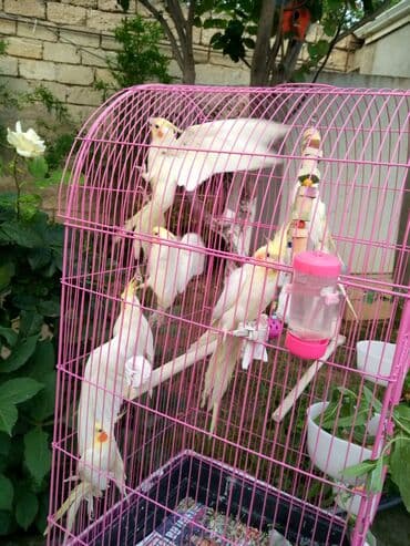 quş şekilleri: Bala var əl qusu var qiymetleri 45 Azn hamsin alana endirim tam — 8