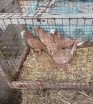 katibə quşu: Gördunuz qusdar satlir cutu 60m di cutler quyruqda ağ ləkələr; — 3