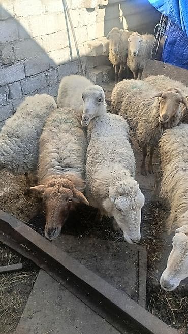 Бараны, овцы: Məhsul: Xırda buynuzlu heyvanlar – qoyun sürüsü Təsvir: - Şəkillərdə — 5