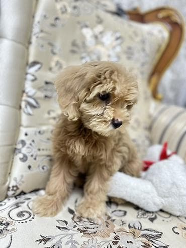 Pudel, 2 ay, Dişi, Peyvəndli, Pulsuz çatdırılma — 1