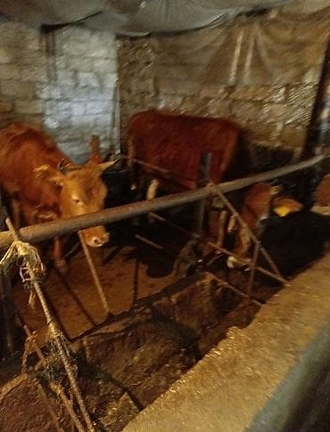 cin bildircin: Qırmızı rəngli yerli dana/manda cinsi mal-qara - Şəkillərdə 2 baş — 6