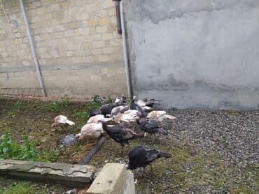 hinduska qiymeti: Tecılı satılır, 24 ədəd qiyməti razılaşma yolu ilə — 2