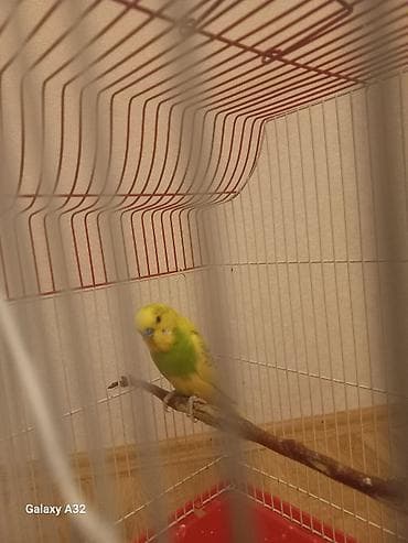 lovebird fisher: Erkək karella satılır.✅️ Qəfəsdə üstündə verilir.✅️ Yem qabı var.✅️ — 2