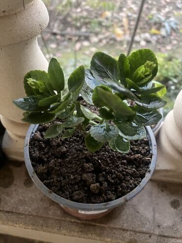 aloe vera satışı: Her nov guler var endirimnen verecem Gencedi istiyen yazsin satiş — 60