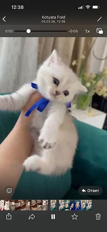 Digər heyvanlar: Şotland yastı qulaq, Erkək, Dişi, Yaxşı əllərə, Ünvandan götürmə, Pulsuz çatdırılma, Ödənişli çatdırılma — 3