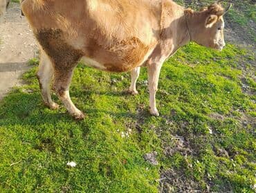 Inəklər, öküzlər: Salam iney 2 qarina dogmalidi. dogmagina 3 ay qalb(fevral ayinda — 1