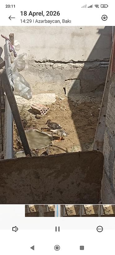 hinduska balalari: Erkək, Damazlıq — 4