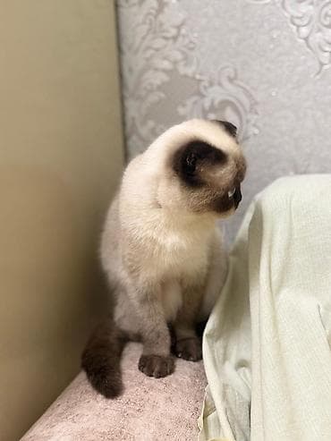 pişik ucun ev: Şotland — 6