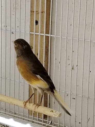 bülbül quşunun satışı: Portagal rəngdə hazir cüt gözəl oxuyan bülbüllər var — 6