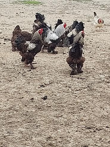 qaz ve ordek satisi: Toyuq, Brama, Damazlıq — 3