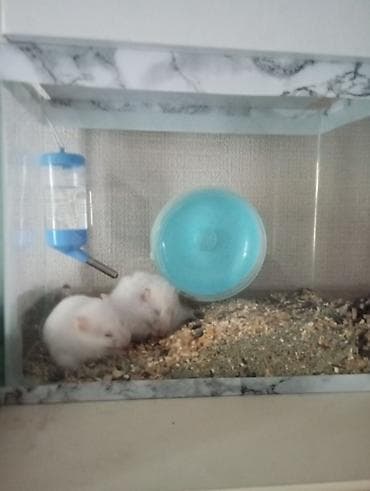 Akvaryum tipli şüşə qəfəsdə iki ağ hamster komplekti. Xüsusiyyətlər — 2