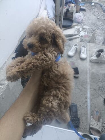 той пудель баку: Пудель, 2 месяца, Самец, С прививками, Самовывоз — 3