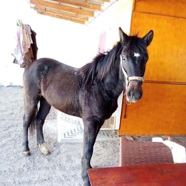 Ножи: Safqan görünüşlü qara rəngli at satılır.dayca Şəki di — 2