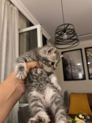 pişikler ucuz: Şotland — 7