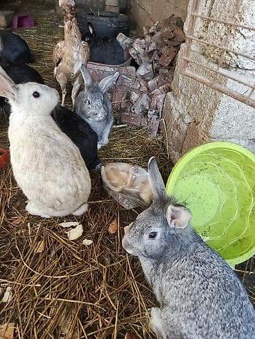 Gəmiricilər: Dovşanlar. damazlıq.hanisin alana endirim olacaq - Boz, ağ, qara və — 5