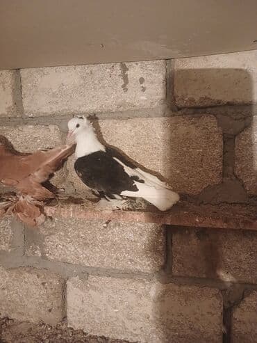 Məhsul: Qabkeş (papaqlı) bəzək göyərçinləri Təsvir: - Rəng: Ağ-qara