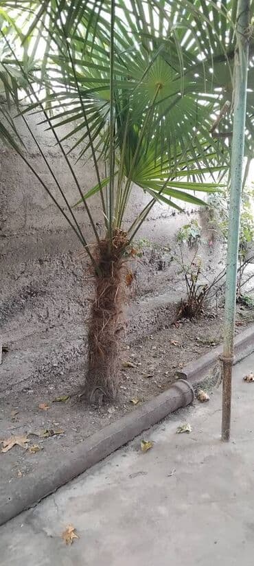 əncir qurusu qiyməti: Palma,satilir istiyen elaqe saxlaya biler watsapp var nimrede — 1