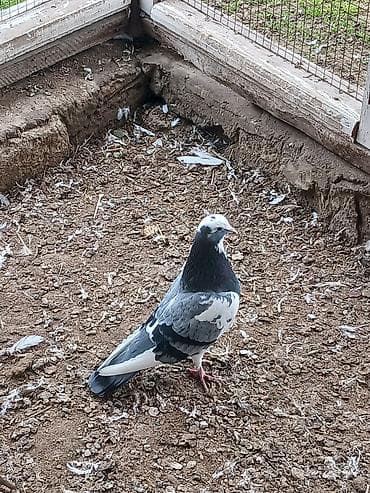 Кошки: Qiymət hamısına aitdir tək təkdə satılır qiymətdə razılaşmaq olar — 1