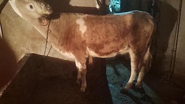 it yem: Satışda: kənd təsərrüfatı heyvanı – dana/inek (simmental tipli) — 10