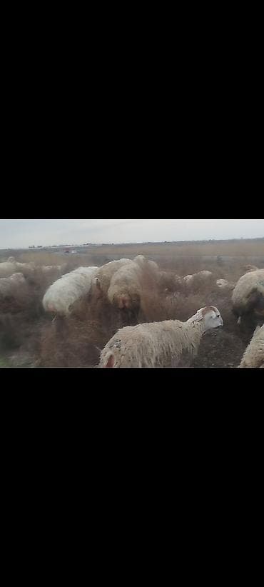 Digər heyvanlar: 650 baş qaradolaq sortu satlır əlaqə nömrəsi 051.749.31.84 — 3
