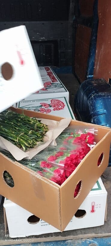 topdan gül satışı: Qərənfil güllərinin topdan satışı — 4