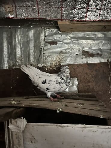 ucuz göyərçinlər: Məhsul: Ev göyərçini (ağ rəngli, qara ləkəli) Təsvir: - Rəng: Ağ fon — 2