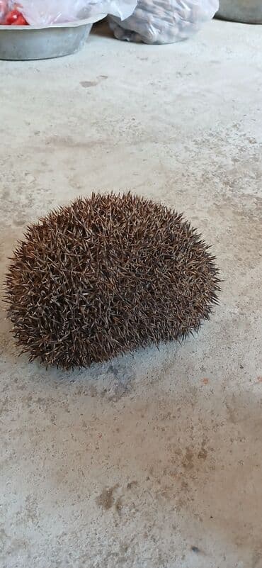 купить домик для кота: Məhsul: Kirpi (canlı) Təsvir: - Şəkildə gördüyünüz canlı kirpi, sıx — 2