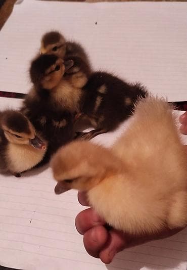 hindüşqa: Macar ve lavanda balası.1lavanda 4macar balası. 5Günlükdu.mayalanib — 2