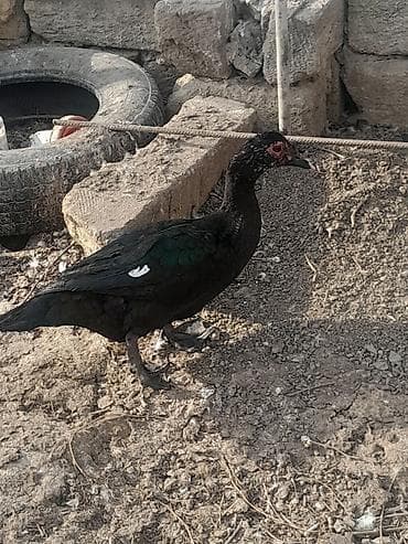 Inəklər, öküzlər: Muscovy ördəkləri (Indoutka) – qara parıltılı lələklər, ağ qanad — 2