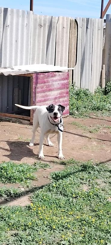 golden it cinsi: Pitbul, 3 il, Dişi, Cütləşmə üçün — 2