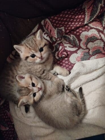 сколько стоит британский кот: Шиншилла, Самец — 3