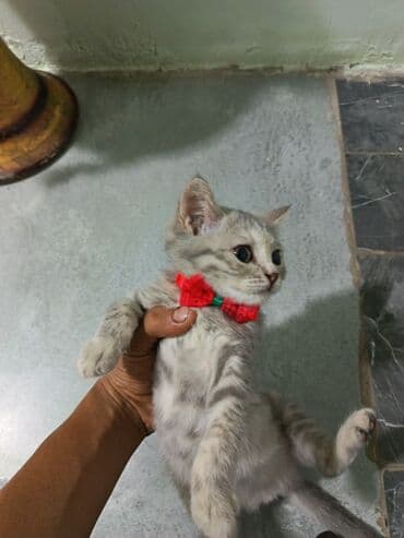 котенка в добрые руки: Шотландская, Самка, В добрые руки, Платная доставка — 1