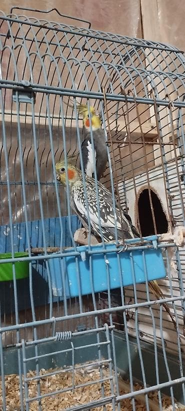 ucuz heyvanlar: HAZİR BALA VEREN CUTLERDİ - Növ: Nimfa (Cockatiel) cütü – biri boz/aq — 3