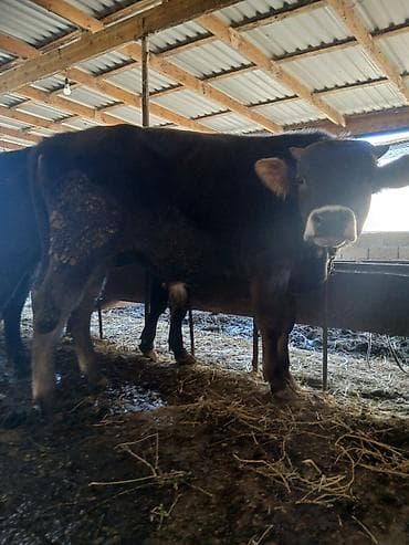 Телята: Super kök erkək danalardı kom satılır real alıcıya endirim oluncaq — 10