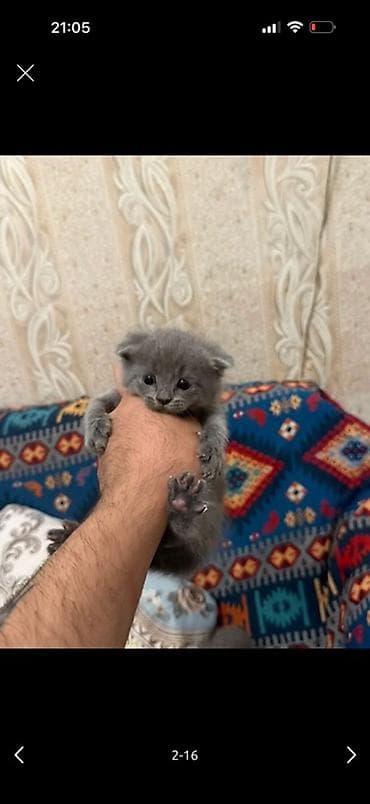 Boz rəngli balaca pişik balası - Cins/Tip: Boz, qısa tüklü balaca