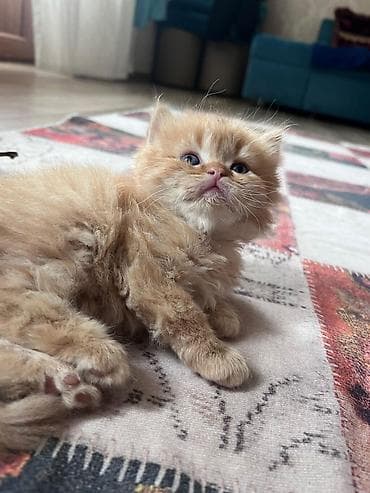 Sevimli şirin pişik balası – zəncəfil rəngli, uzun və yumşaq tüklü