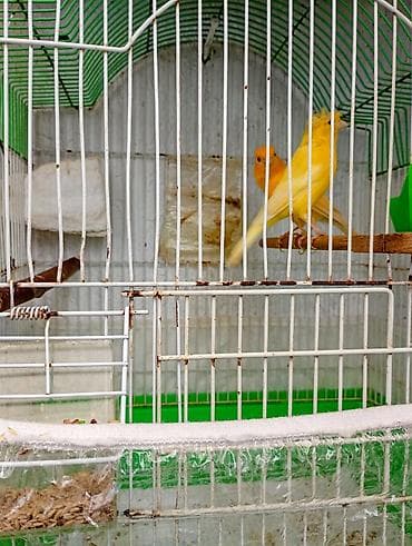 Buqiymete quşlar az az tapılır kök renginde erkek limon renginde maya