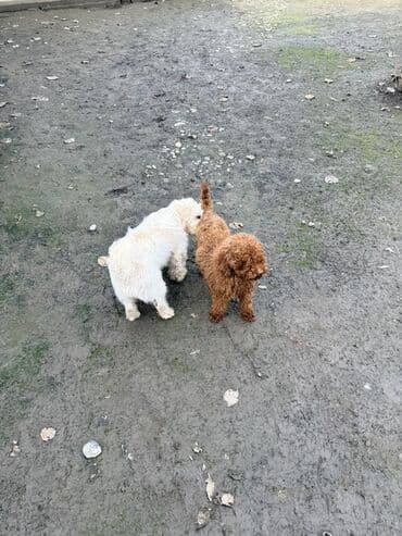 ən bahalı itlər: 1 ay, Dişi, Sənədli, Ünvandan götürmə, Pulsuz çatdırılma, Ödənişli çatdırılma — 9