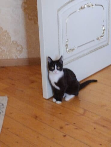 İtlər: Yaxşı əllərə — 1