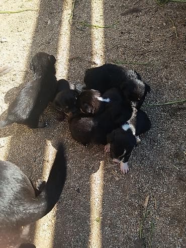 xacmaz heyvan bazari: Zvanok it balaları — 5