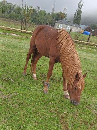 сколько стоит собака бу: Erkək, Qarabag, il: 8 — 1
