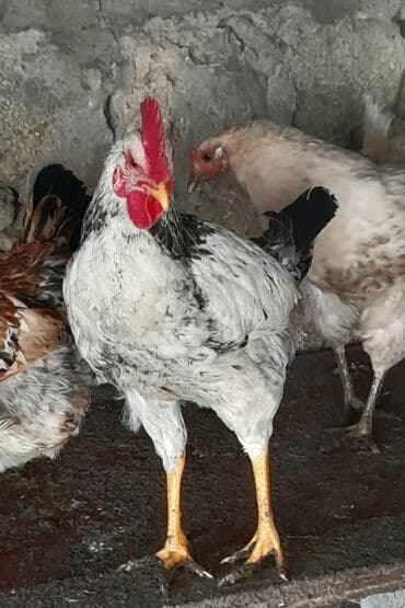 Heyvanlar üçün mallar: Xoruz, il: <1 — 8