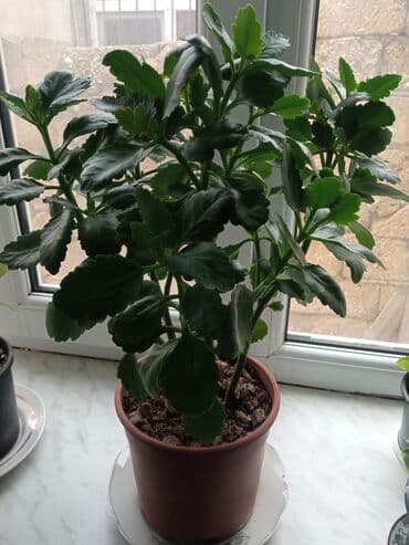 Qırmızı çiçek açir