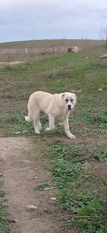 coban iti haqqinda melumat: Qurdbasar, 4 ay, Dişi — 8